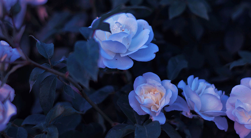 Über Brigitte Hellstern